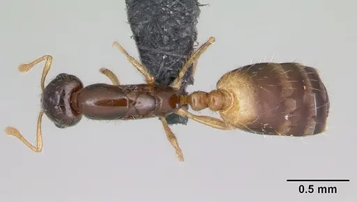 Monomorium termitobium - CASENT0107081