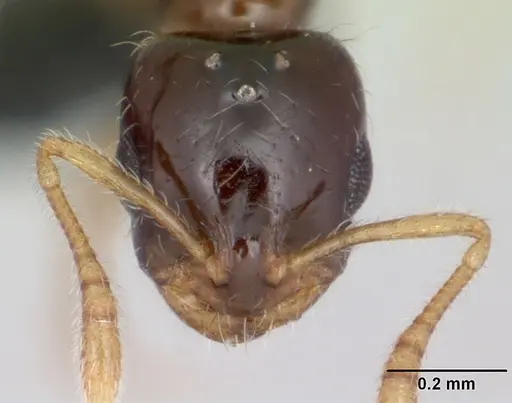 Monomorium termitobium - CASENT0107081