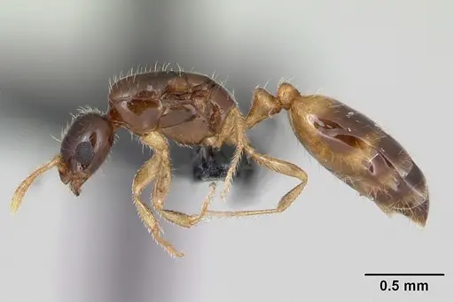 Monomorium termitobium - CASENT0107081