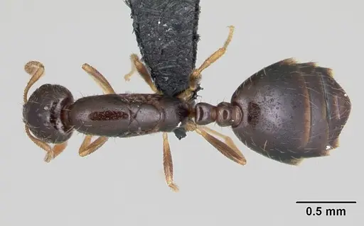 Monomorium termitobium - CASENT0109632