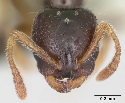 Monomorium termitobium - CASENT0109632