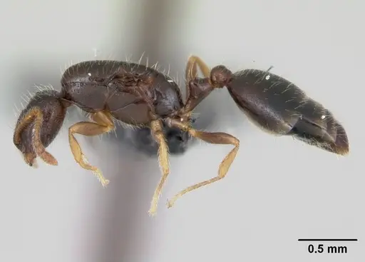 Monomorium termitobium - CASENT0109632