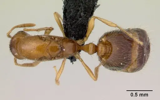 Monomorium termitobium - CASENT0132542