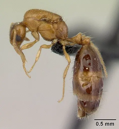 Monomorium termitobium - CASENT0132542