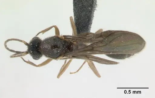 Monomorium termitobium - CASENT0133428