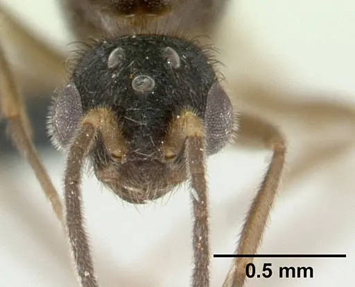 Monomorium termitobium - CASENT0133428