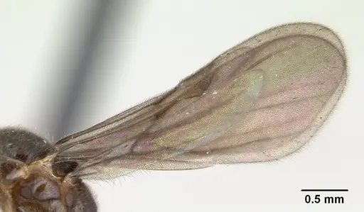 Monomorium termitobium - CASENT0133428