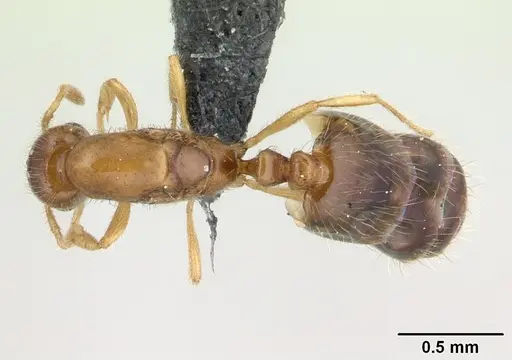 Monomorium termitobium - CASENT0133892