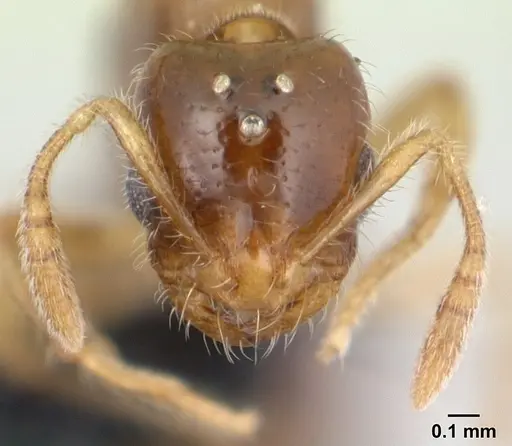 Monomorium termitobium - CASENT0133892