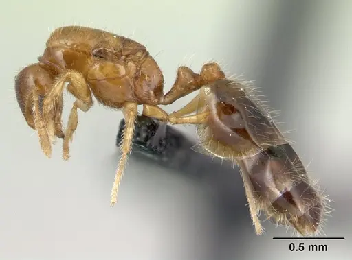 Monomorium termitobium - CASENT0133892