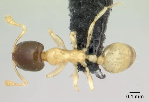 Monomorium termitobium - CASENT0134914