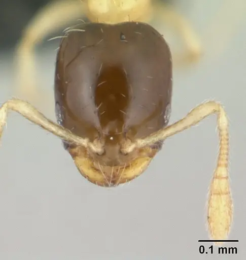 Monomorium termitobium - CASENT0134914