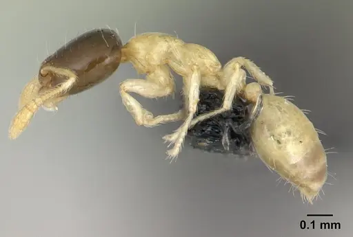 Monomorium termitobium - CASENT0134914