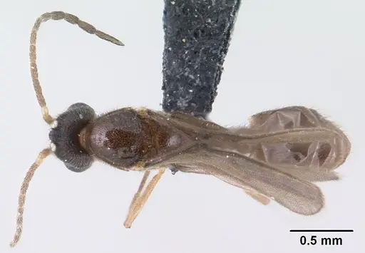 Monomorium termitobium - CASENT0135673