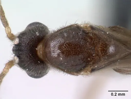 Monomorium termitobium - CASENT0135673