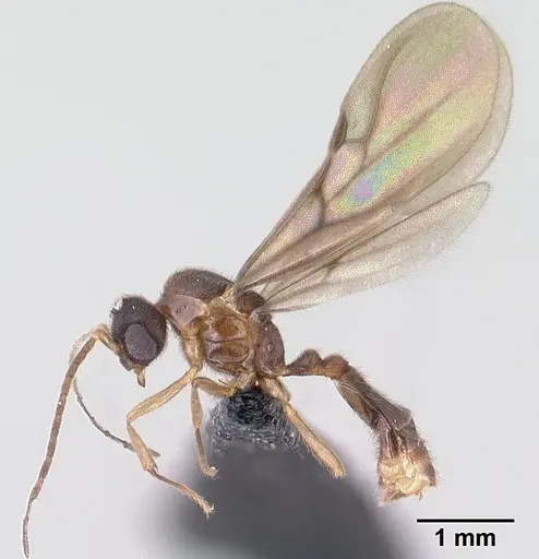 Monomorium termitobium - CASENT0135673