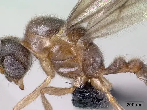 Monomorium termitobium - CASENT0135673