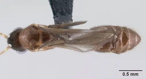 Monomorium termitobium - CASENT0135952