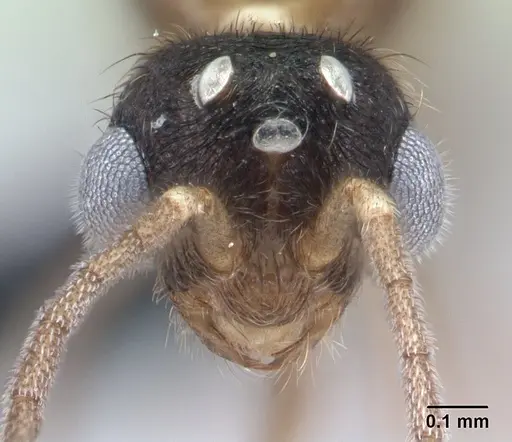 Monomorium termitobium - CASENT0135952