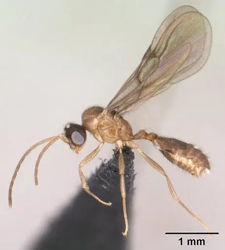 Monomorium termitobium - CASENT0135952