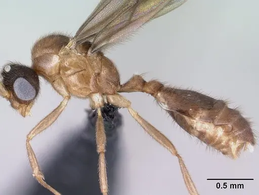 Monomorium termitobium - CASENT0135952