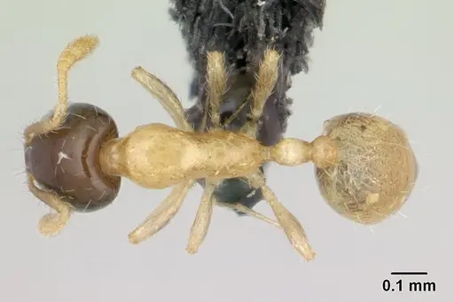 Monomorium termitobium - CASENT0136785