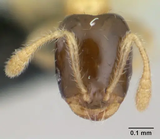 Monomorium termitobium - CASENT0136785