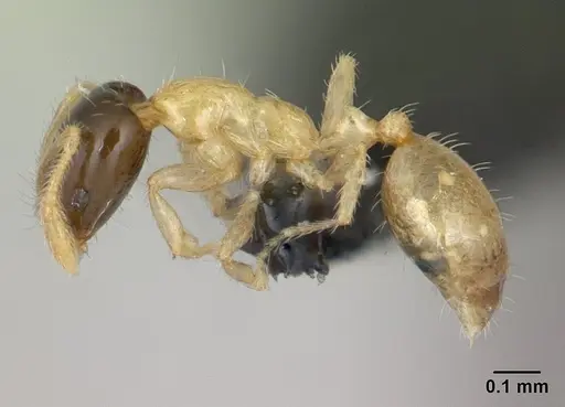 Monomorium termitobium - CASENT0136785