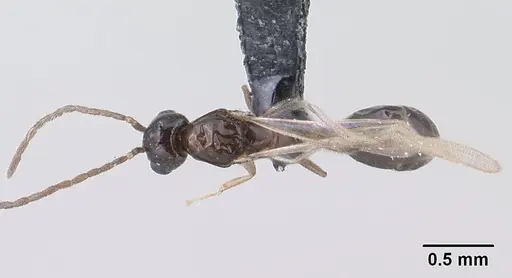 Monomorium termitobium - CASENT0138444