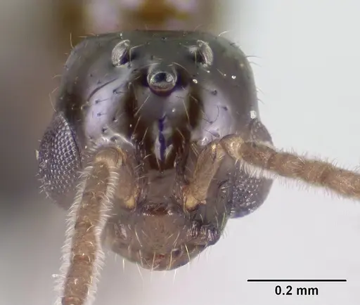 Monomorium termitobium - CASENT0138444