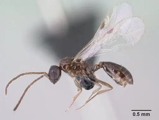 Monomorium termitobium - CASENT0138444