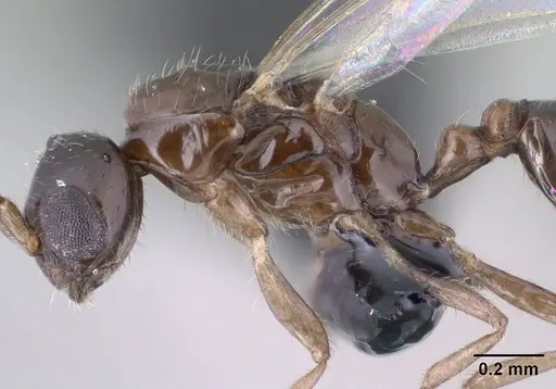 Monomorium termitobium - CASENT0138444