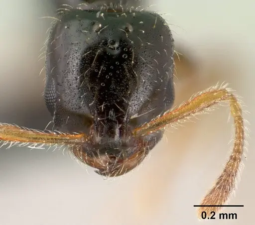 Monomorium termitobium - CASENT0138456