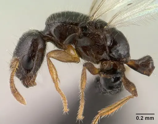 Monomorium termitobium - CASENT0138456