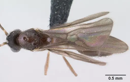 Monomorium termitobium - CASENT0138475