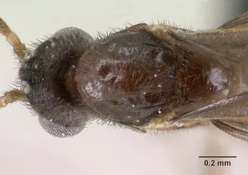 Monomorium termitobium - CASENT0138475