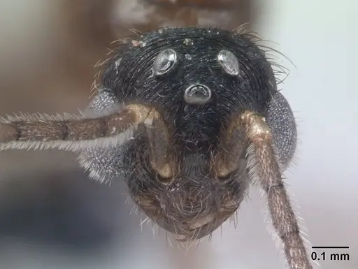 Monomorium termitobium - CASENT0138475