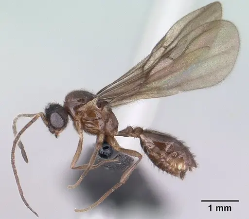 Monomorium termitobium - CASENT0138475