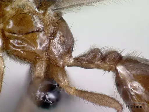 Monomorium termitobium - CASENT0138475