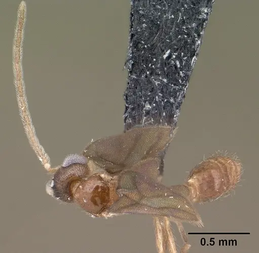 Monomorium termitobium - CASENT0138525