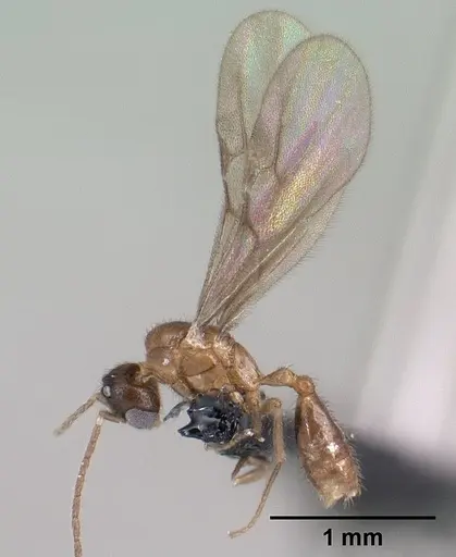 Monomorium termitobium - CASENT0138525