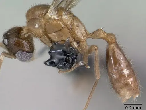 Monomorium termitobium - CASENT0138525