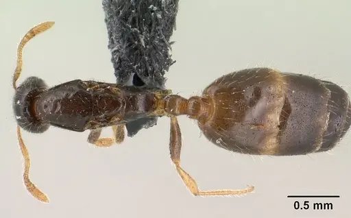 Monomorium termitobium - CASENT0143601