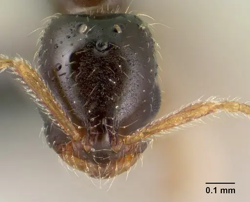 Monomorium termitobium - CASENT0143601