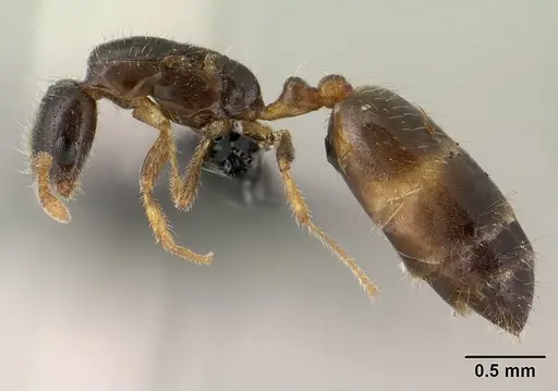 Monomorium termitobium - CASENT0143601