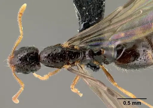 Monomorium termitobium - CASENT0143743