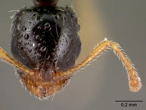 Monomorium termitobium - CASENT0143743