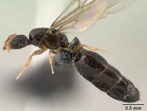 Monomorium termitobium - CASENT0143743