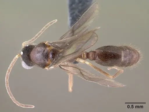 Monomorium termitobium - CASENT0147606