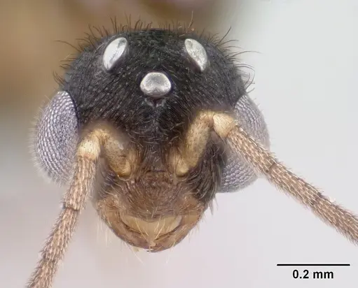 Monomorium termitobium - CASENT0147606